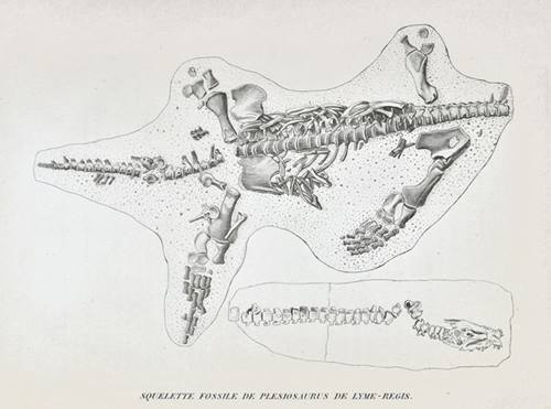 Cuvier's plesiosaur